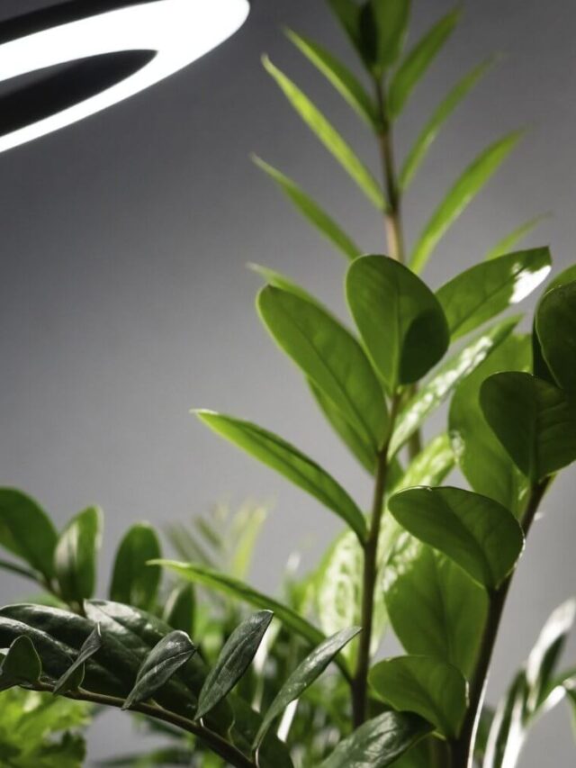 Best 3 Top Indoor Plants That Love Artificial Light